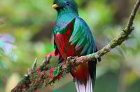 Monteverde, Curi-Cancha Reserve Tour mit Eingangsticket - Housity