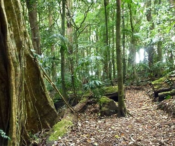 Monteverde: Curi-Cancha Reserve Tour with Entry Ticket
