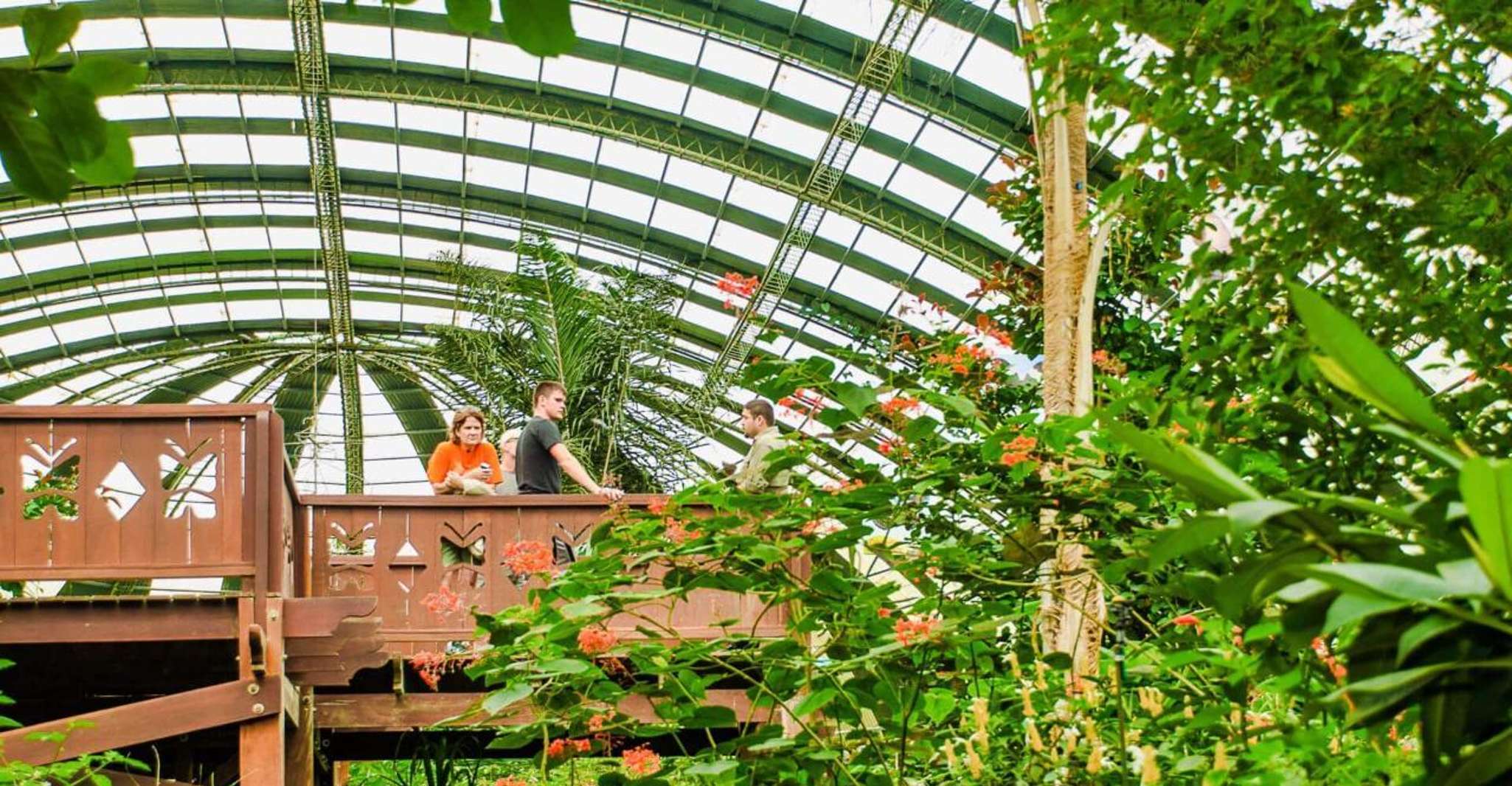 Monteverde, Zip Line, Puentes y Butterfly Garden Tour - Hizvo