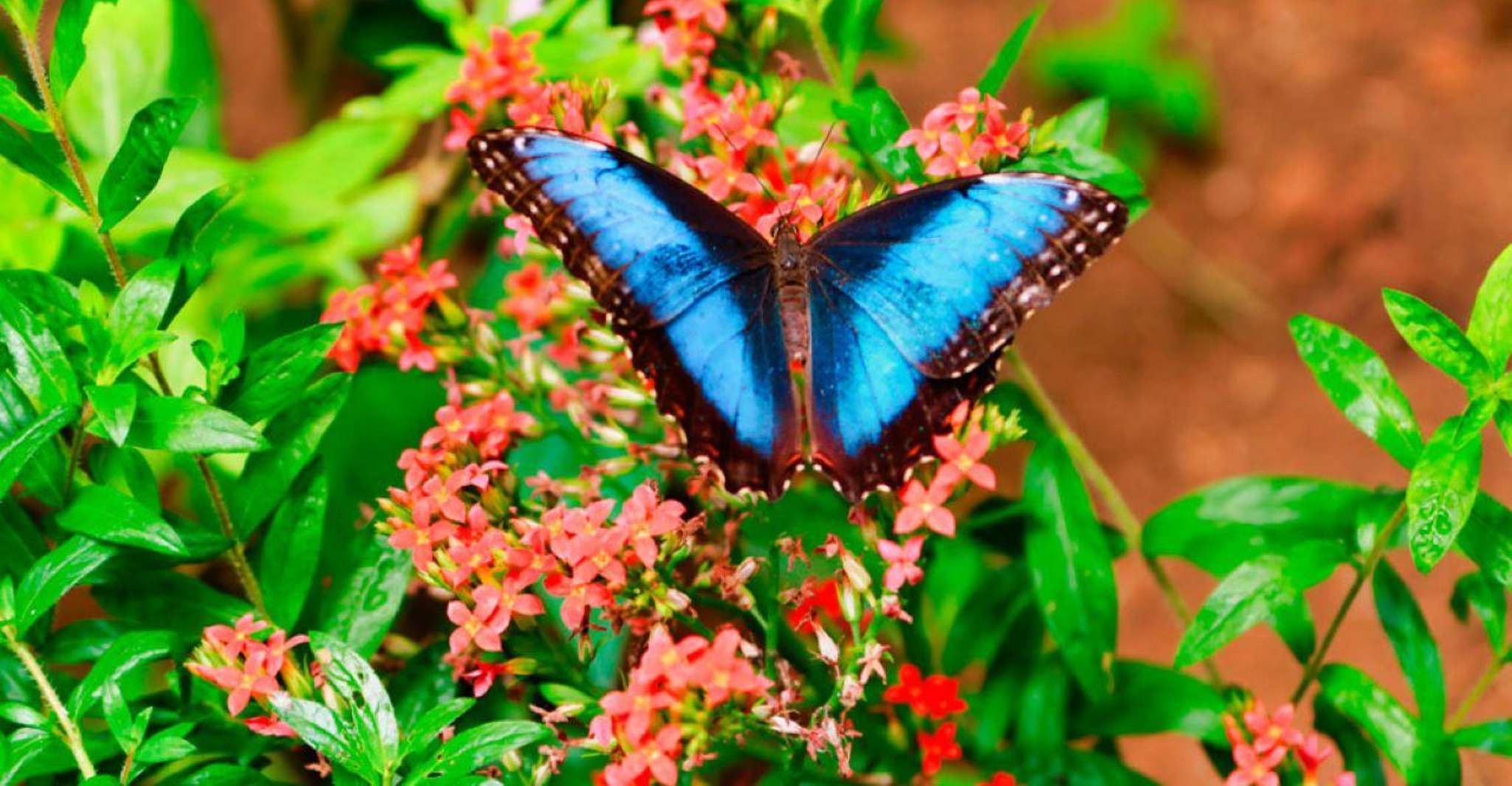 Monteverde, Zip Line, Puentes y Butterfly Garden Tour - Hizvo