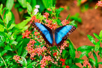 Monteverde, Zip Line, Ponts et Butterfly Garden Tour - Hizvo