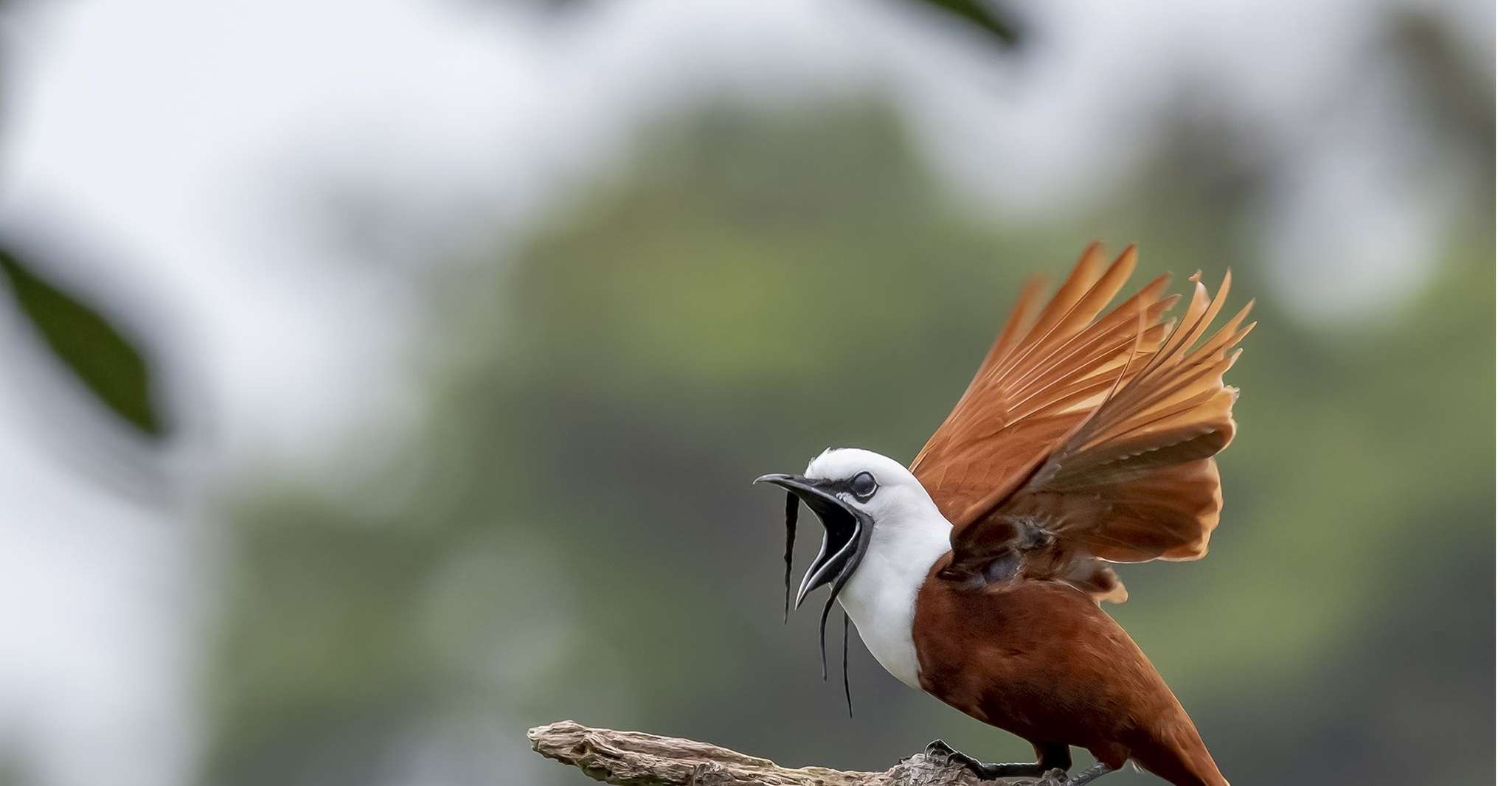 Monteverde y Santa Elena, Tour de observación de aves en el bosque nuboso - Hizvo