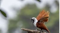Monteverde et Santa Elena, visite des oiseaux de la forêt nuageuse - Hizvo