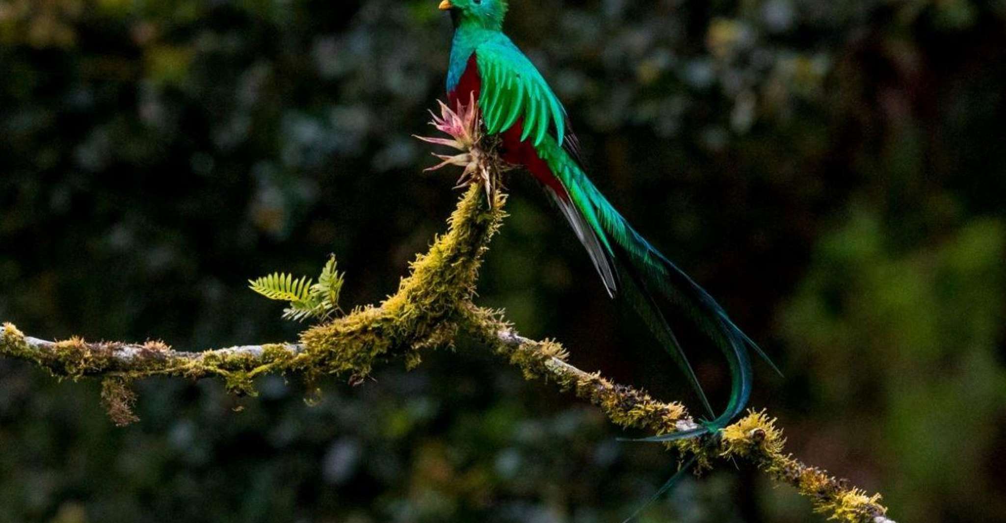 モンテベルデとサンタエレナ、クラウドフォレストバードウォッチングツアー - Hizvo