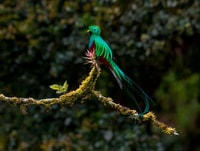 Monteverde et Santa Elena, visite des oiseaux de la forêt nuageuse - Hizvo