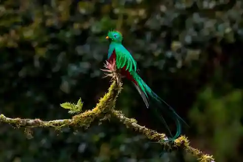 Monteverde and Santa Elena: Cloud Forest Bird-Watching Tour