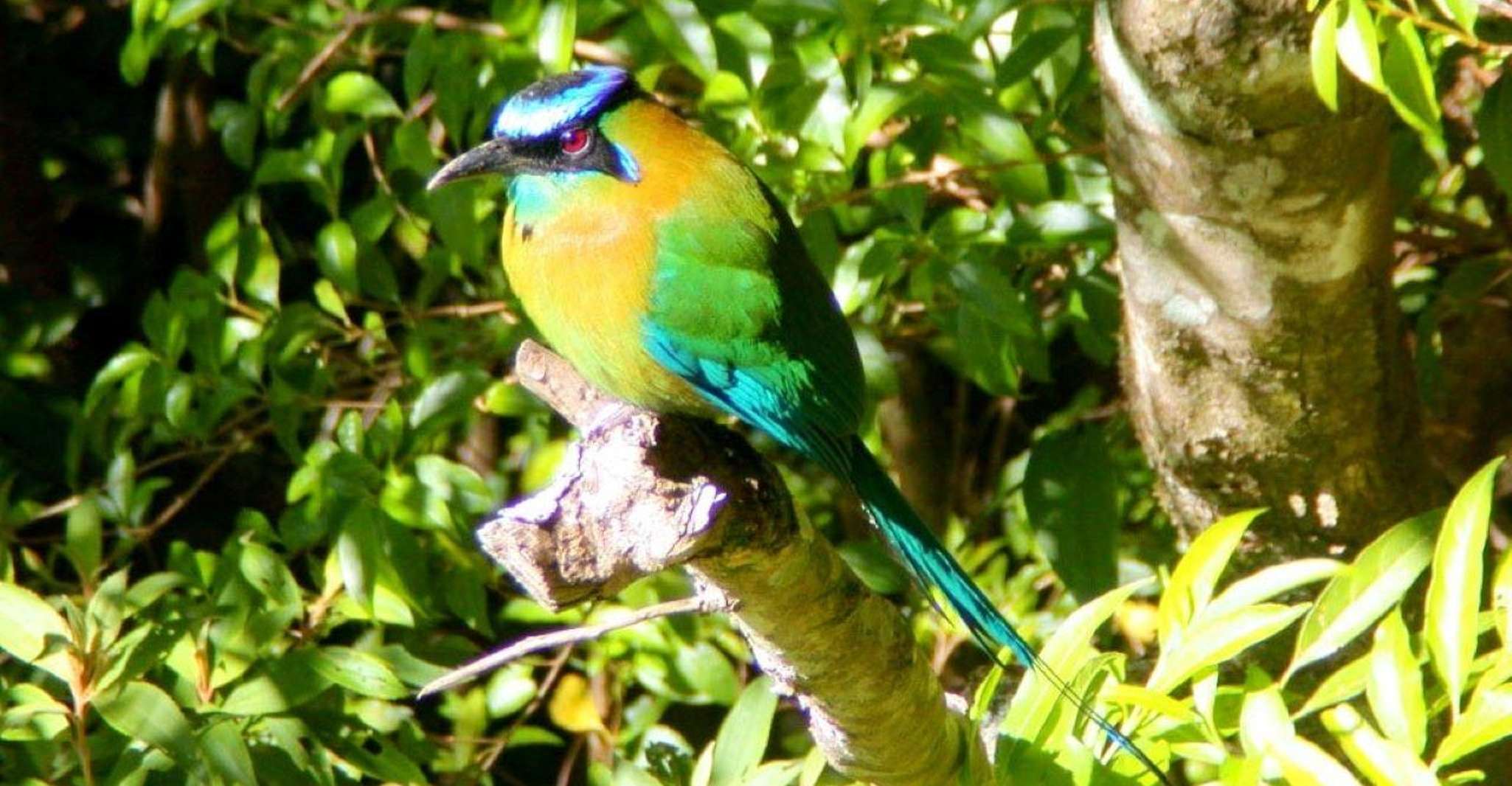 Monteverde y Santa Elena, Tour de observación de aves en el bosque nuboso - Hizvo