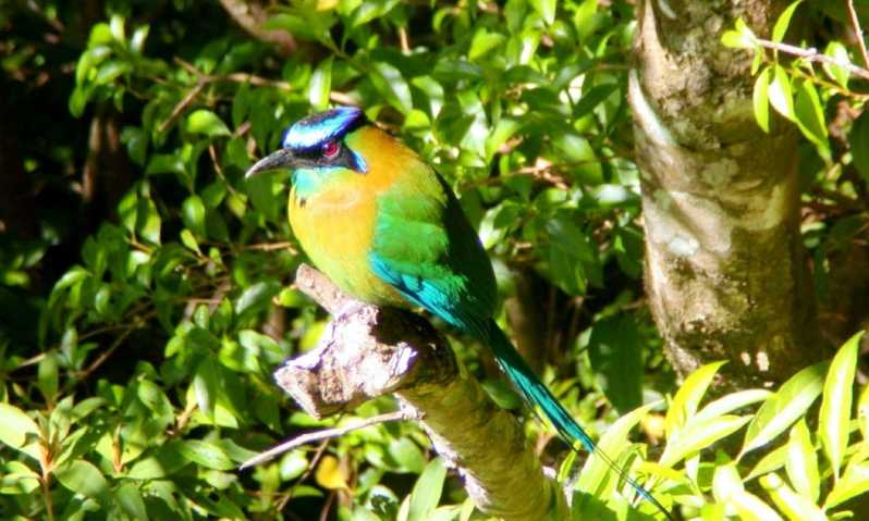 bird watching tour monteverde