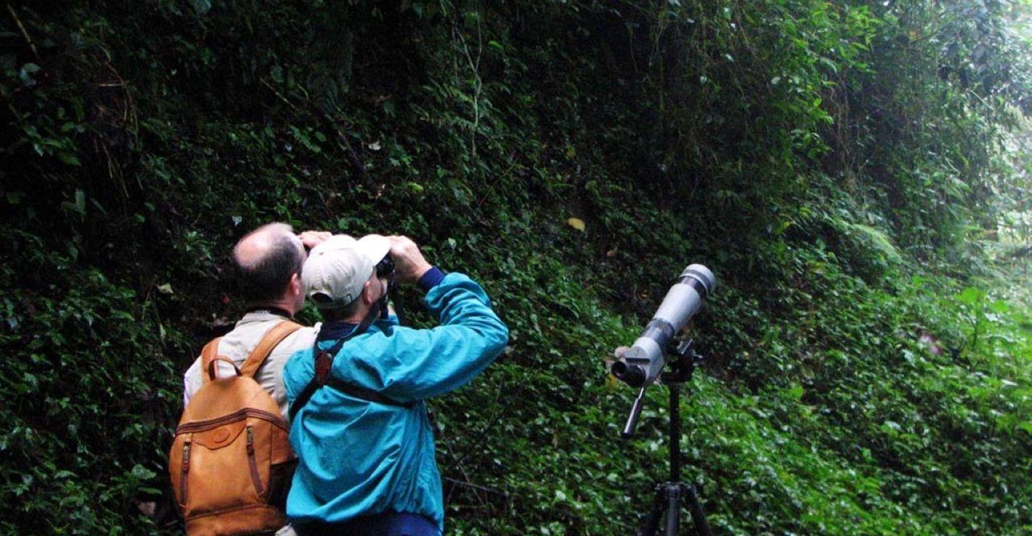 Monteverde y Santa Elena, Tour de observación de aves en el bosque nuboso - Hizvo