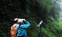 Monteverde et Santa Elena, visite des oiseaux de la forêt nuageuse - Hizvo