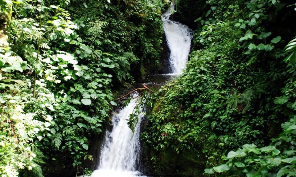 Monteverde y Santa Elena, Tour de observación de aves en el bosque nuboso - Hizvo