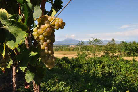 Lake Garda: Sirmione E-bike rental with App and Wine Tasting