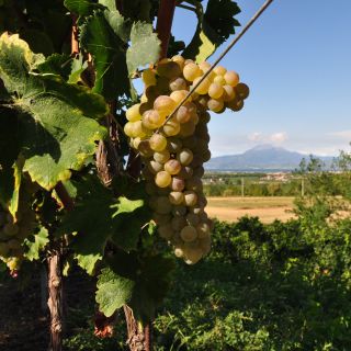 Lake Garda: E-bike Rental with App, Map, and Wine Tasting