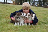 Seward, Summer Dog Ride y Seavey Estate Tour - Housity