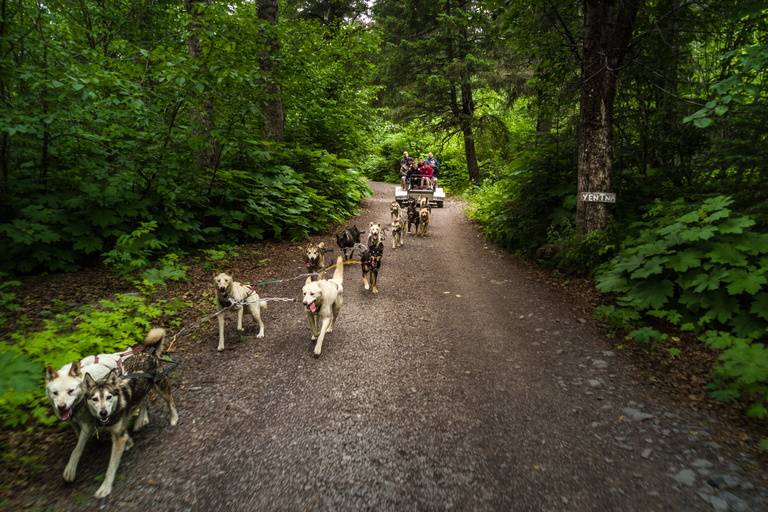 Seward: Summer Dog Sled Ride and Seavey Estate Tour 1:30 PM - Seward: Summer Dog Sled Ride and Estate Tour