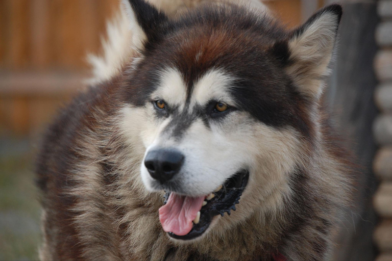 Seward: Summer Dog Sled Ride and Seavey Estate Tour 1:30 PM - Seward: Summer Dog Sled Ride and Estate Tour