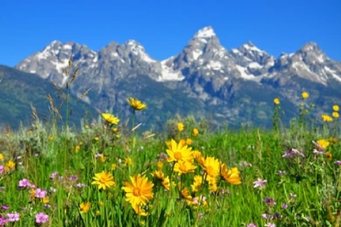 From Jackson: Grand Teton Wildlife & Scenery Tour with Lunch