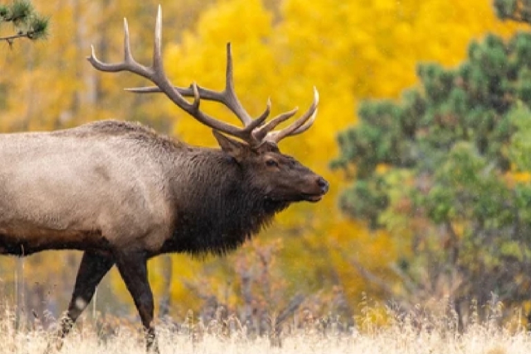 From Jackson: Grand Teton Wildlife & Scenery Tour with Lunch