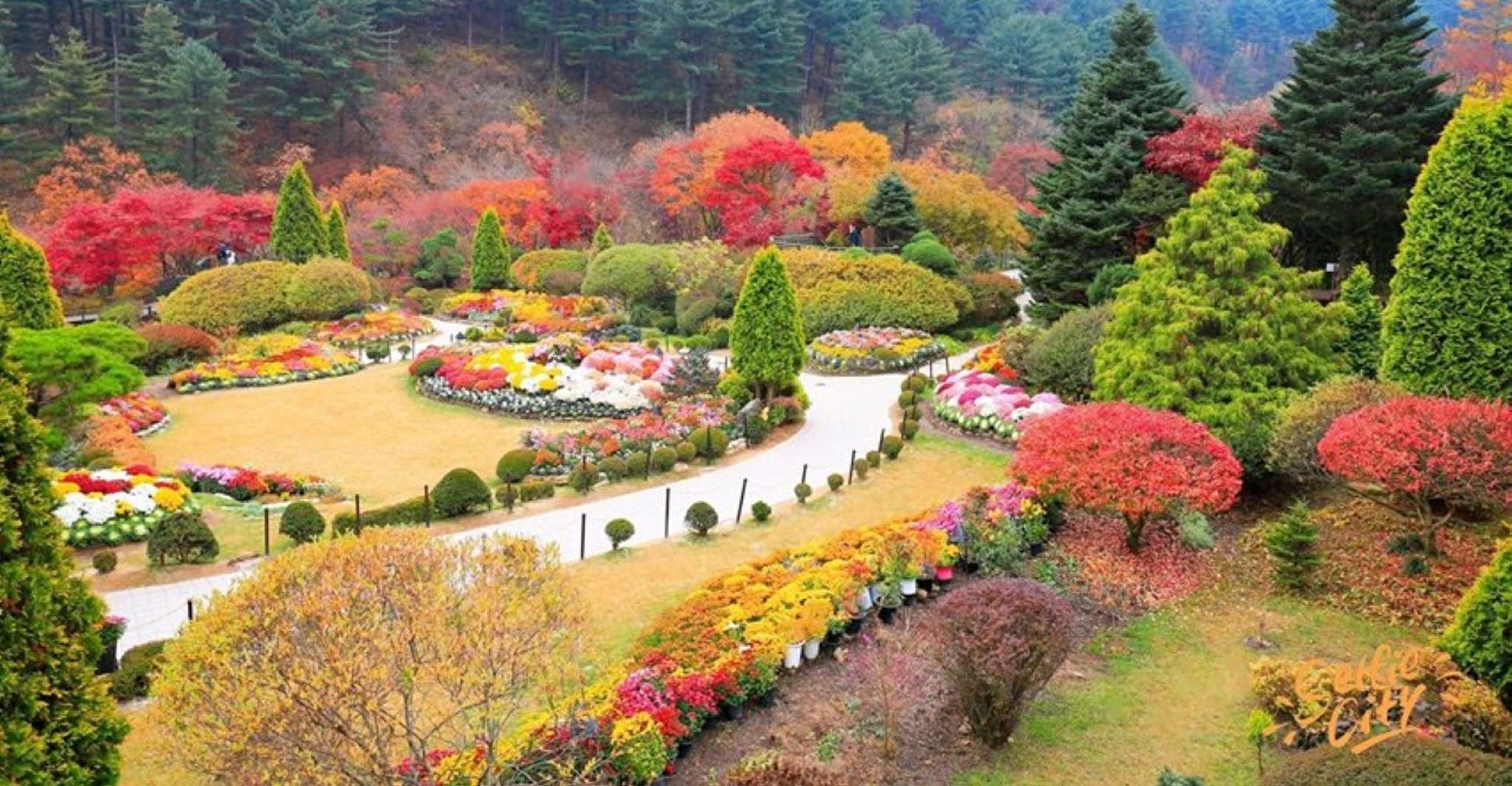 Seoul, Gangwon-do Day Trip with Alpaca World & Nami Island - Hizvo