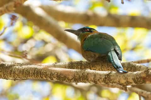 San Jose: Walking Nature Tour with Sloths, Birds, and Trees