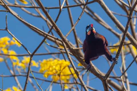San Jose: Walking Nature Tour with Sloths, Birds, and Trees