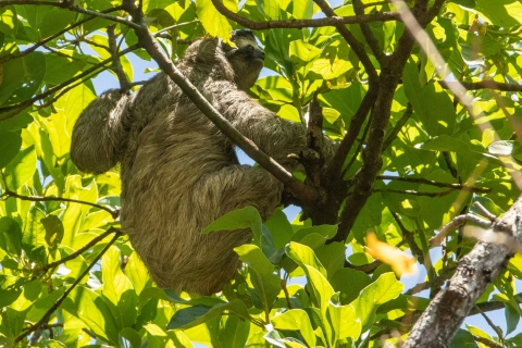 San Jose: begeleide natuurwandeling met biologen op zoek naar luiaards