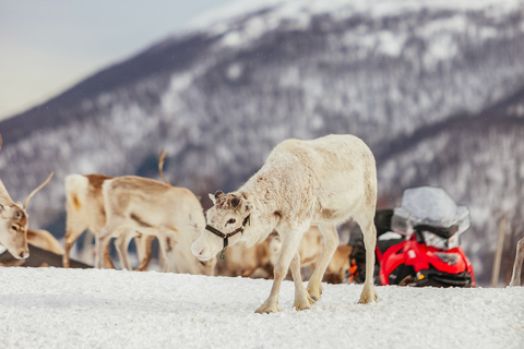 Tromsø: sanie i karmienie reniferów z przewodnikiem Saamem10-minutowa przejażdżka saniami