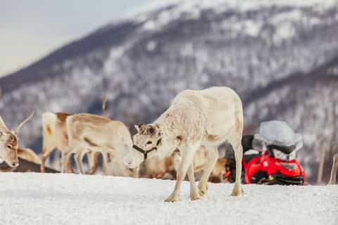 Tromsø: Reindeer Sledding & Feeding with a Sami Guide