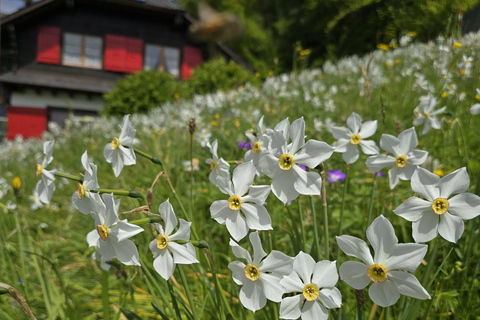 Montreux: May Snow Narcissus Bloom Guided Hike