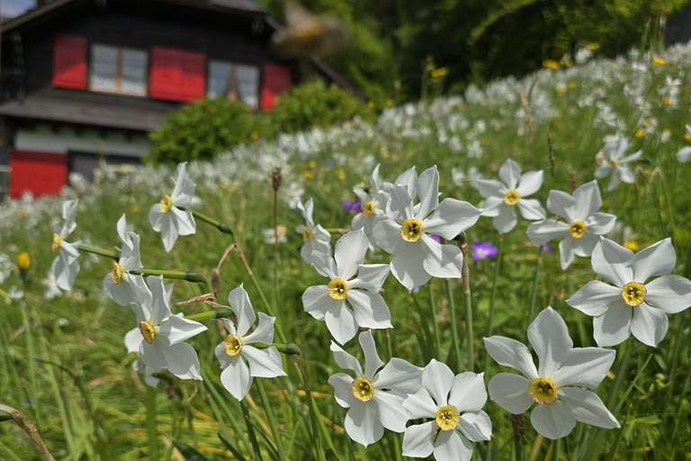 Montreux: May Snow Narcissus Bloom Guided Hike