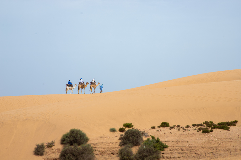 Agadir of Taghazout: Kameelrit in woestijnzandduinenAgadir of Taghazout: Sahara-ervaring in de woestijn met diner