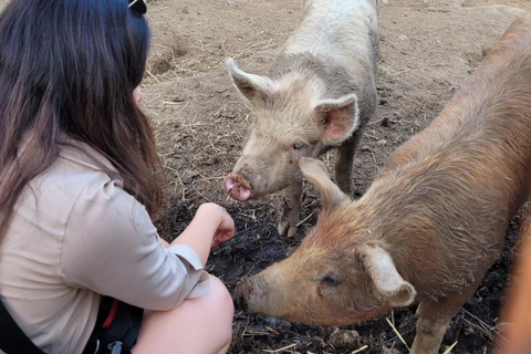Amalfi: Milk the cows, Make Pasta, Mozzarella and Tiramisù! Private Cooking Class