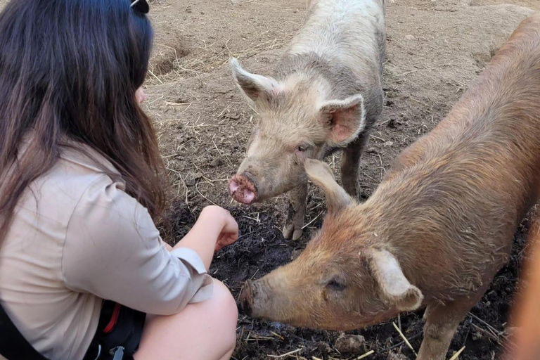 Amalfi: Milk the cows, Make Pasta, Mozzarella and Tiramisù! Private Cooking Class