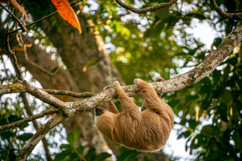 Sloth and Kayak Tour