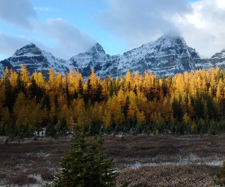 From Banff or Lake Louise: Moraine Lake & Larch Valley Hike