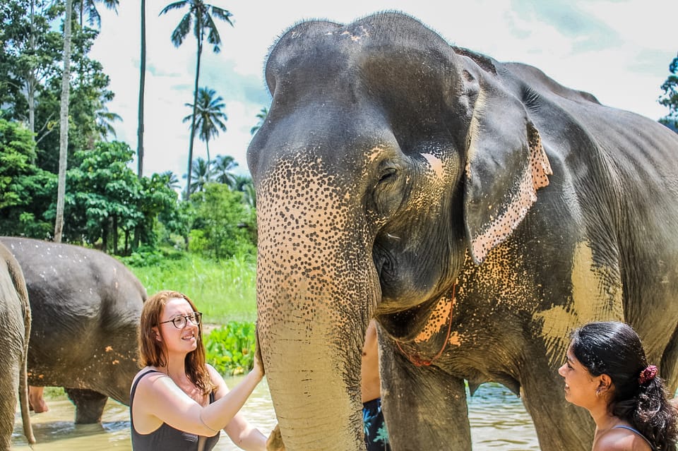 Krabi Ao Nang Elephant Sanctuary Half Day Tour Getyourguide 