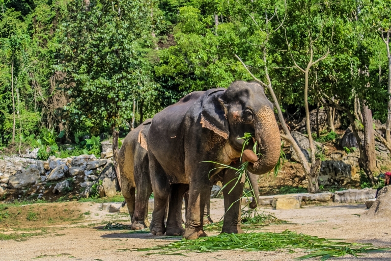 Krabi: Półdniowa wycieczka do sanktuarium słoni w Ao NangWycieczka z transferami z Ao Nang