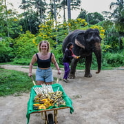 Krabi: Ao Nang Elephant Sanctuary Half-Day Tour | GetYourGuide