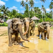 Krabi: Ao Nang Elephant Sanctuary Half-Day Tour | GetYourGuide