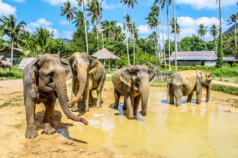 Krabi : demi-journée au sanctuaire des éléphants d’Ao NangExcursion avec transfert depuis Ao Nang