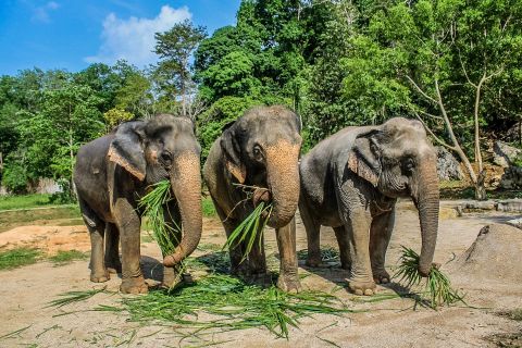 Krabi: Tour de Meio Dia Santuário de Elefantes de Ao Nang