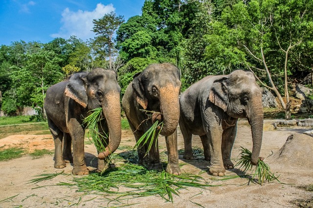Visit Krabi Ao Nang Elephant Sanctuary Half-Day Tour in Koh Yao Yai