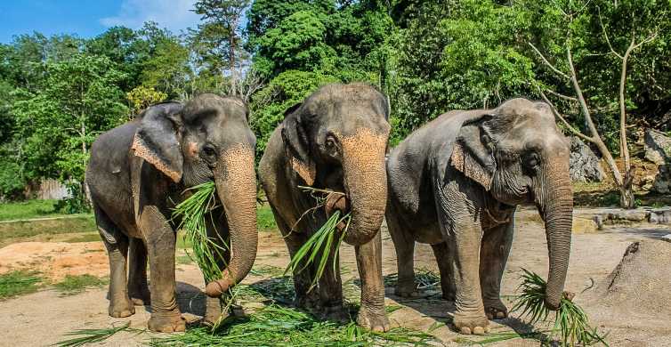 Krabi Ao Nang Elephant Sanctuary Half Day Tour GetYourGuide