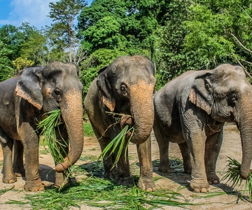 Krabi: olifantenopvangcentrum Ao Nang, tour van halve dag