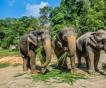 Krabi: Ao Nang Elephant Sanctuary Half-Day Tour