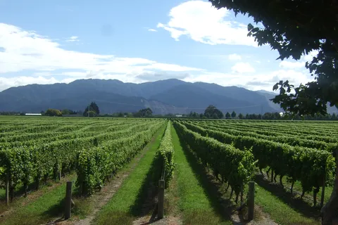 De Picton: Excursão a Marlborough Wine Trip