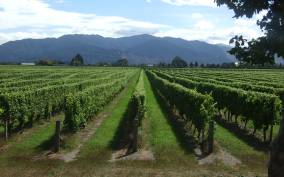 From Picton: Marlborough Wine Trip Shore Excursion