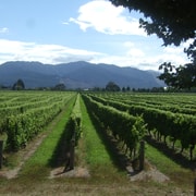 From Picton: Marlborough Wine Trip Shore Excursion From Picton: Marlborough Wine Trip Shore Excursion