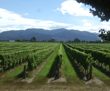 From Picton: Marlborough Wine Trip Shore Excursion
