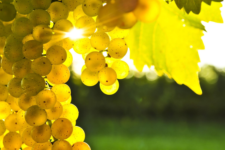 Desde Lyttelton: excursión en tierra con almuerzo degustación.Desde Lyttelton: excursión en tierra con almuerzo degustación